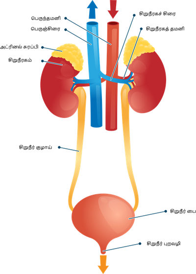 YCIND20220810_4271_Human organ systems_091.png