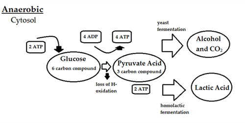 800pxAnaerobicdiagramw751.png