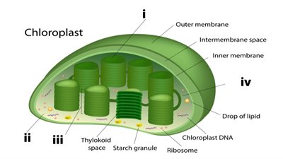 Untitled presentation (8).png