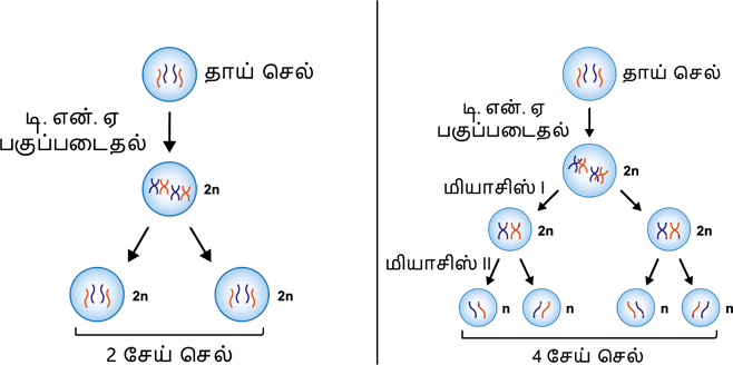 YCIND03062022_3837_Organisation_of_tissues_TM_9th_6.png