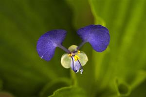 800px-ARS_-_Commelina_benghalensis.jpg