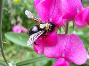 bee-in-sweetpea.jpg