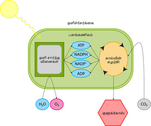 YCIND20220804_4089_Plant anatomy and physiology_11.png