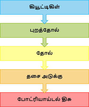 YCIND20220907_4431_Divya - Structural organisation of animals 1_03.png