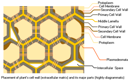 512px-Plant_Cell_Wall.png