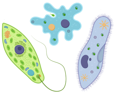 EuglenaAmoebaParamecium.png
