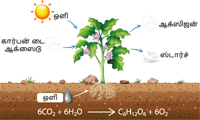 YCIND300520223817Plantphysiology1.png