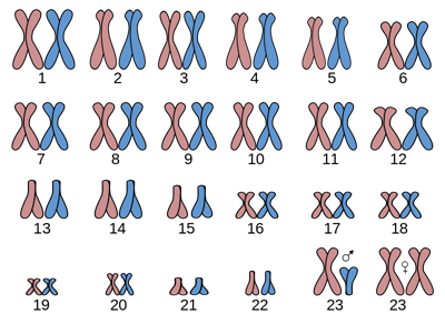 800px-Human_karyogram.svg.png