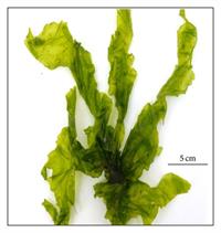 Collected-marine-macroalgal-species-Ulva-lactuca.jpg