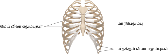 YCIND20220816_4262_Human organ systems_1.png