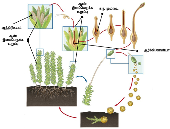 Designing - Editorial (4).png