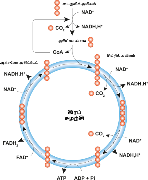 YCIND20220821_4275_Plant anatomy_04.png