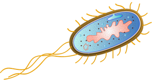Escherichia_coli_by_togopic.png