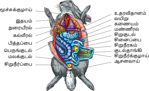 YCIND20220901_4408_Structural organisation of animals_08.png