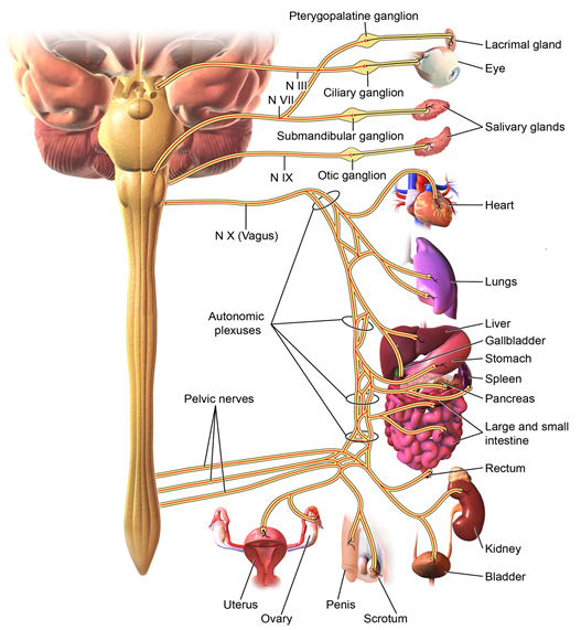 ParasympatheticInnervation.png