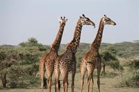 giraffe-pix.jpg