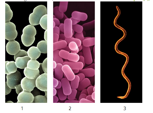 bacteria.png