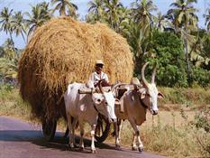 4649-Bullock Cart.jpg