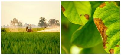 BeFunky-collage (17).jpg