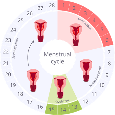YCIND_260615_8288_Menstrual cycle.png