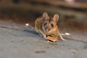 house-mouse-pix.jpg