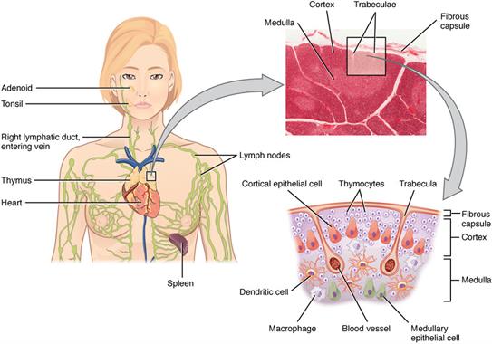 1024px-2206_The_Location_Structure_and_Histology_of_the_Thymus.jpg