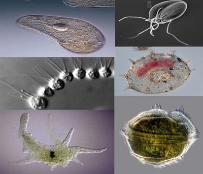 Protozoa_collage_2.jpg