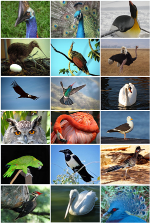 BirdDiversity2011.png
