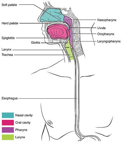 512px-2411_Pharynx.jpg