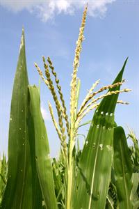 Corntassel_7095.jpg