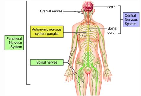 division of nerve.jpg