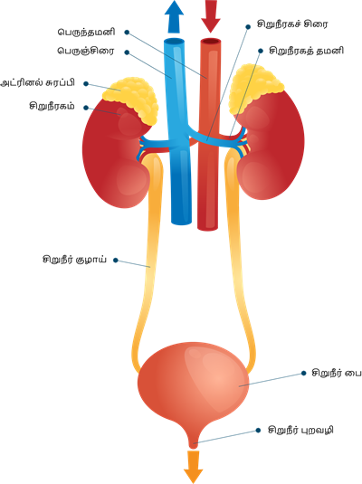 YCIND20220810_4271_Human organ systems_09.png