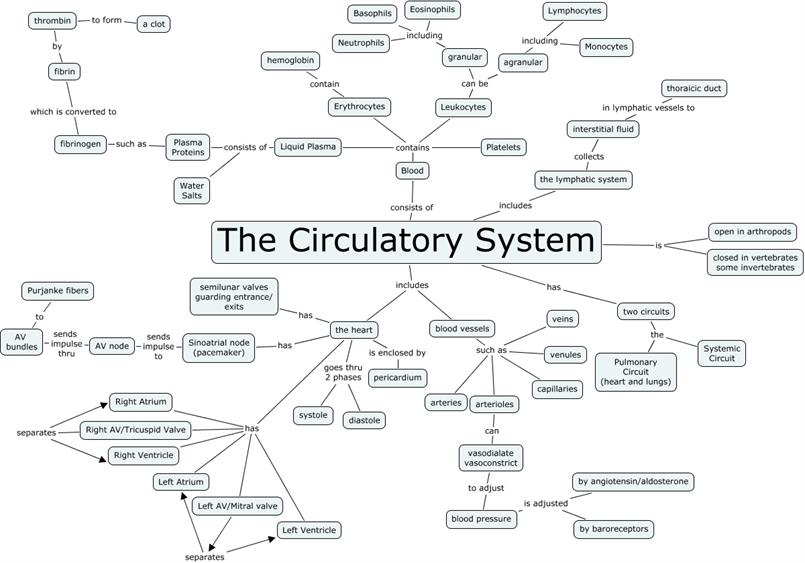 circulatory system.cmap
