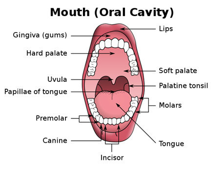640px-Illu_mouth.svg.png