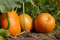 pumpkin-1637320_960_720.jpg