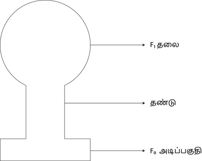 YCIND20220804_4089_Plant anatomy and physiology_12.png