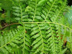 Starr_050407-6305_Unknown_pteridophyte.jpg