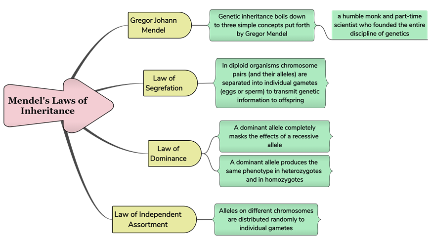 Mendel's Laws of Inheritance.png