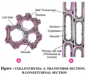 collenchyma.jpg