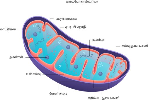 YCIND20220803_4053_Cell Biology_09.png