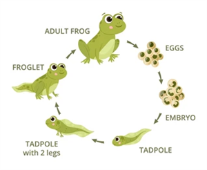frog n.png