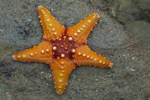 Starfish_02_(paulshaffner).jpg