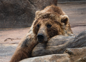 sick bear 2020-12-22 155720.png