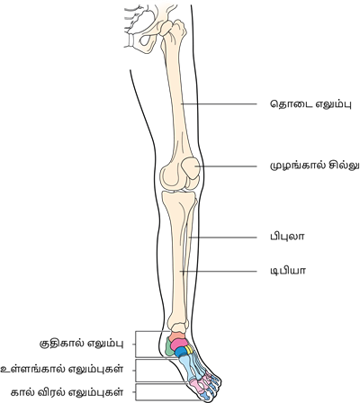 YCIND20220816_4262_Human organ systems_61.png
