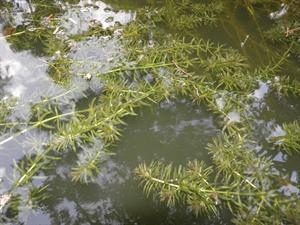 Hydrilla_verticillata-1-bsi-yercaud-salem-India.jpg