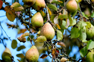 Screenshot 2021-06-17 163803.png