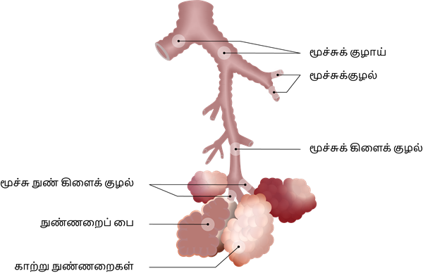 YCIND20220901_4408_Structural organisation of animals_12.png