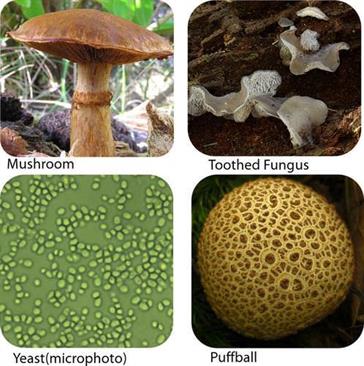 fungi.jpg