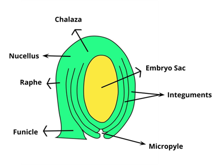 YCEditorialDivya36w703 (1).png