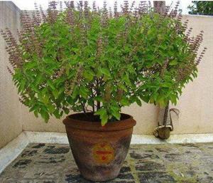 tulsi-plant-500x500.jpg